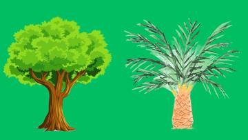 Pohon Biasa Vs Pohon Sawit