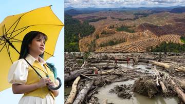 “Sedia Aku Sebelum Hujan” dan Hutan yang Hilang