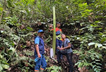 Bunga Langka Amorphophallus Titanum Segera Mekar di Palupuah