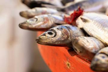 Ciri-ciri Ikan Segar Agar Terhindar Dari Risiko Keracunan