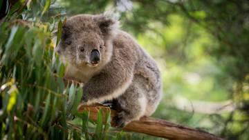 Mengapa Koala Suka Tidur?