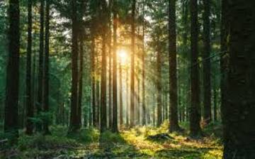Upaya Menjaga Kelestarian Hutan