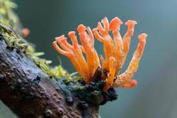 Rahasia Cordyceps, Jamur Zombie dengan Khasiat Luar Biasa