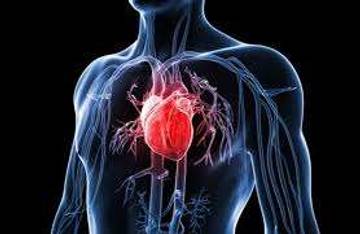 Fakta unik jantung