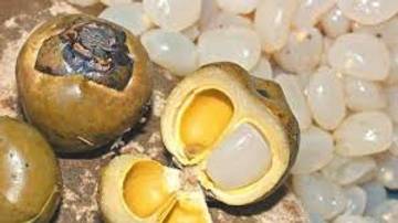 Buah lontar