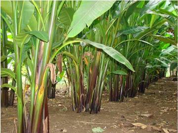 Investor Pisang Abaka  Berminat Masuk SBT