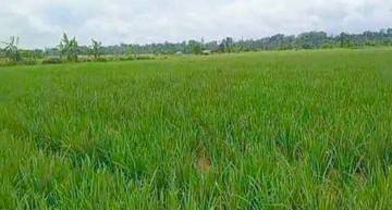 Produksi Padi SBT Naik, Ketahanan Pangan Daerah Menguat