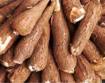 Overpruduksi Tapi Harga Ubi Kayu Bula Tetap Mahal