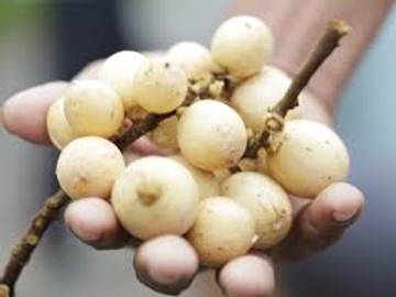 Kesegaran Tradisional Buah Langsat Asia