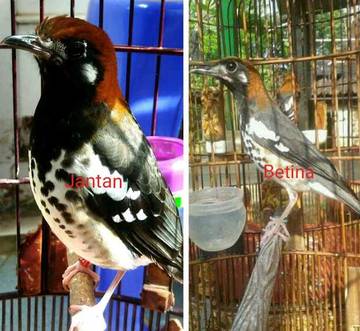 Mengenali Ciri Anis Kembang Jantan Trotolan