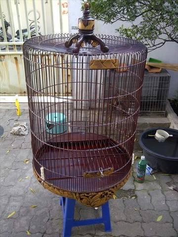 Empat Warna yang Memiliki Efek Psikologis pada Burung