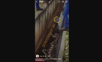 Hoaks Ular Piton Menelan Anak Kecil