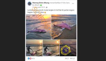 [HOAX] Lumba-lumba Merah Muda Langka di Pantai Carolina Utara
