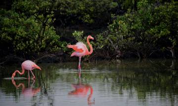 Uniknya Flamingo Makan dengan Kepala Terbalik