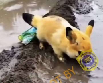 [HOAX] Kemunculan Pokemon Pikacu Asli di Persawahan Warga