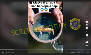 [HOAX] Penemuan Ikan Kecil Berkepala Mirip Sapi