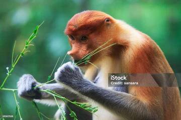 Kalimantan Peringkat Ke-2 Perjalanan Impian di Asia Tahun 2025