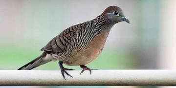 Perbedaan Burung Perkutut Lokal dan Perkutut Bangkok