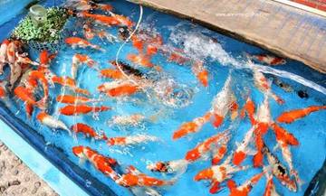 Bisnis Ikan Hias yang Menjanjikan