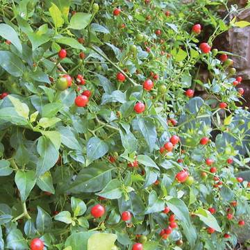 Cabai Pequin, Cabai Terkecil di Dunia