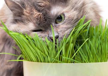 Fakta Unik di Balik Kebiasaan Kucing Makan Rumput