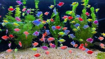 Cara Membedakan Ikan Glofish Jantan dan Betina