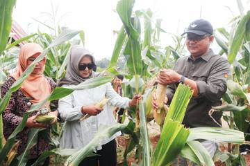 Panen Jagung Windusari jadi Bukti Ketahanan Pangan