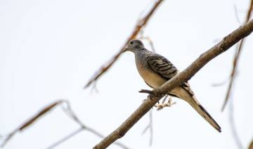 Tips Memilih Burung Perkutut dari Kandang Ombyokan