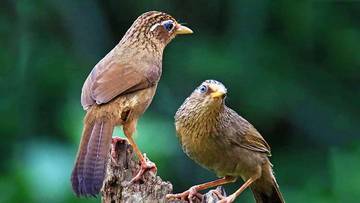 Cara Merawat Burung Wambi Agar Cepat Gacor