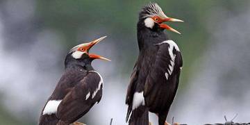 Tips Memilih Burung Jalak Suren dari Kandang Ombyokan