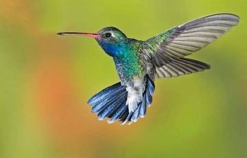 Inilah 11 Burung Terkecil yang Ada di Dunia