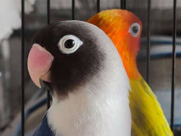 Inilah Jenis Burung yang Cocok Dipelihara Pemula