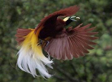 Inilah 12 Burung Terindah Di Dunia