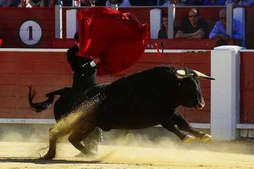 Benarkah Banteng Marah Karena Warna Merah? Ini Penjelasannya