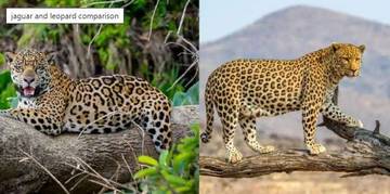 Jaguar vs Macan Tutul, Ini Perbedaannya!