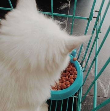 Rahasia Membangkitkan Nafsu Makan Kucing Kesayangan Anda