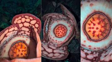 Mengungkap Keistimewaan Rafflesia Hasseltii