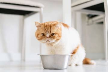 Rahasia Meningkatkan Nafsu Makan Kucing Kesayangan