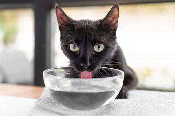 Bahaya Kucing Peliharaan Memakan Makanan Pedas