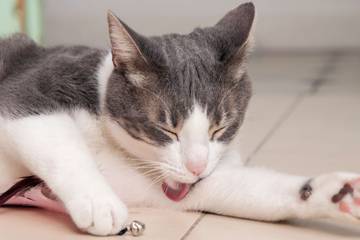 Kucing Muntah: Memahami Penyebab dan Langkah Pertolongan Pertama
