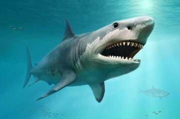 Benarkah Hiu Megalodon Masih Hidup Hingga Kini?