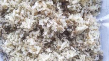 Tips Menyimpan Kroto Agar Tidak Mudah Basi