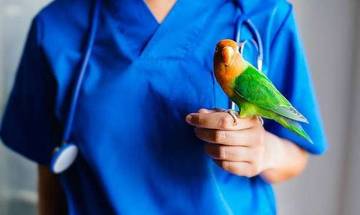 Tips Jitu Merawat Burung di Musim Hujan