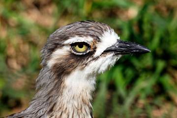 Tips Mengatasi Burung Terkena Snot