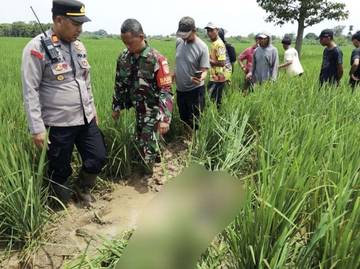 Sesosok Pria Tanpa Identitas Tewas di Persawahan Majalengka