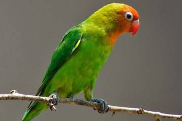 Mengenal Penyebab Utama Over Emot pada Love Bird