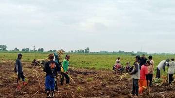 Program Bongkar Ratoon Dorong Majalengka Swasembada Gula Nasional