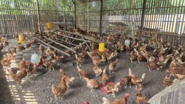 Enam Strategi Jitu Mempercepat Ayam Kampung Bertelur