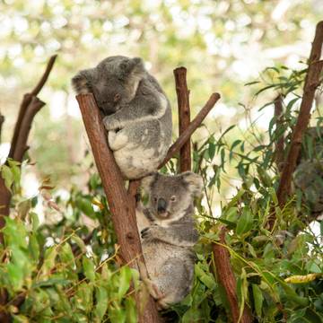 Rahasia Di Balik Tidur Panjang Hewan Koala