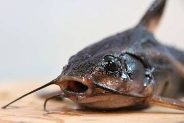 Tiga Belas Manfaat Ikan Lele bagi Kesehatan